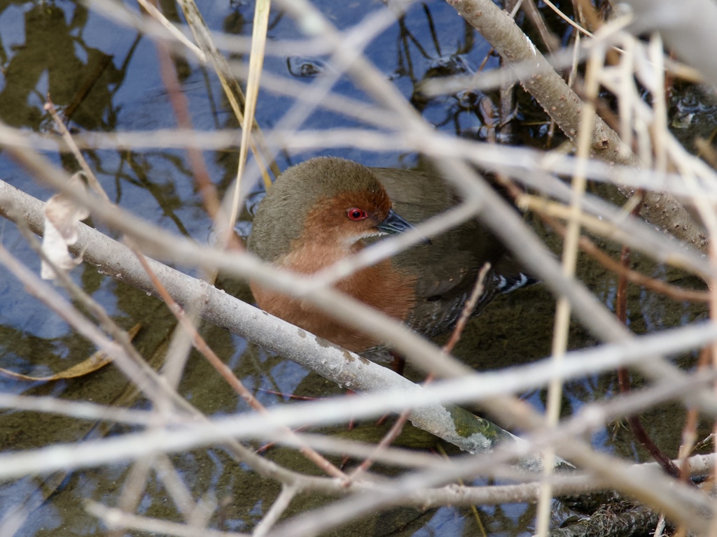 難関な鳥