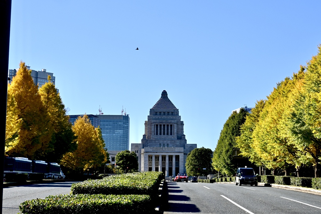 国会前の銀杏