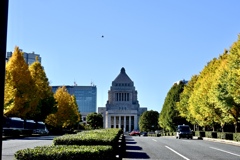 国会前の銀杏