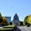 国会前の銀杏