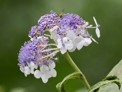 紫陽花？？