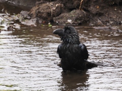 カラスの行水