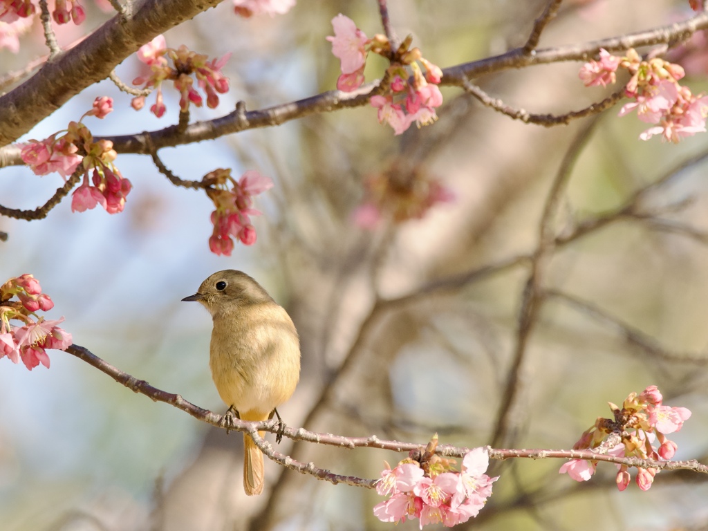 桜ジョウビタキ②