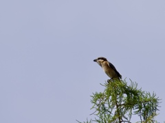 百舌鳥の季節