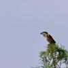 百舌鳥の季節