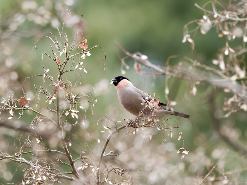 やっと会えた by 蒼い鳥 （ID：13386829） - 写真共有サイト:PHOTOHITO
