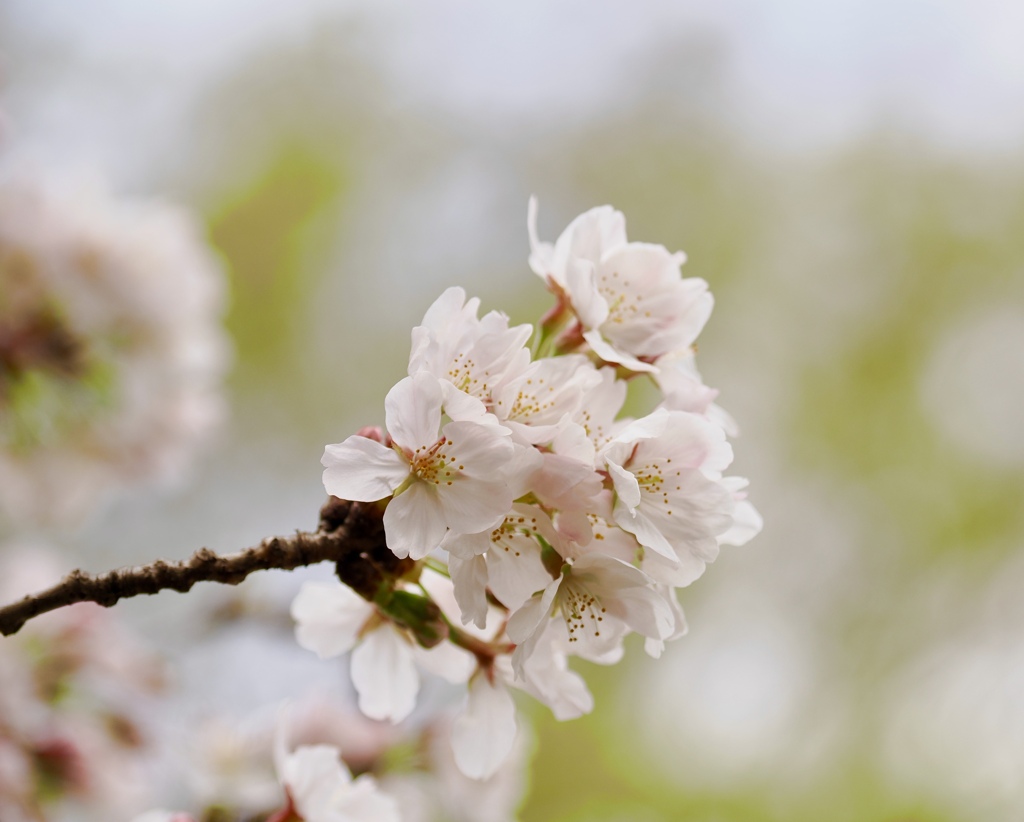 菜種梅雨の桜