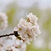 菜種梅雨の桜