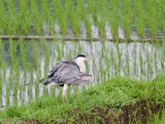 田圃の青鷺