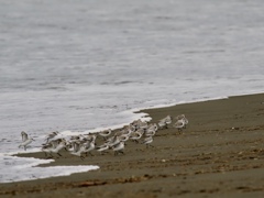 スタコラサッサ