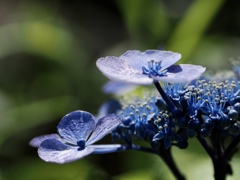 梅雨の晴れ間に