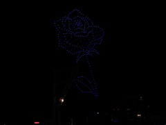 夜空の薔薇