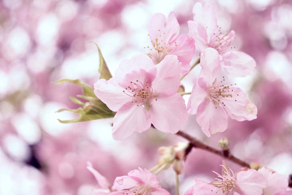 河津桜