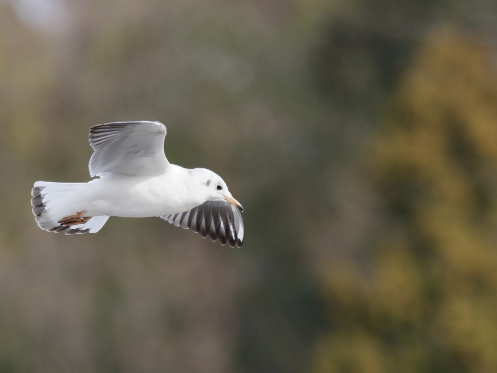 飛べ！ユリカモメ