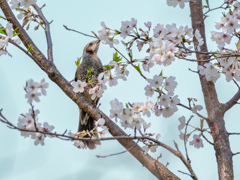 吸蜜ヒヨドリ