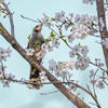 吸蜜ヒヨドリ