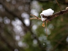 雪解け水