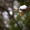 雪解け水