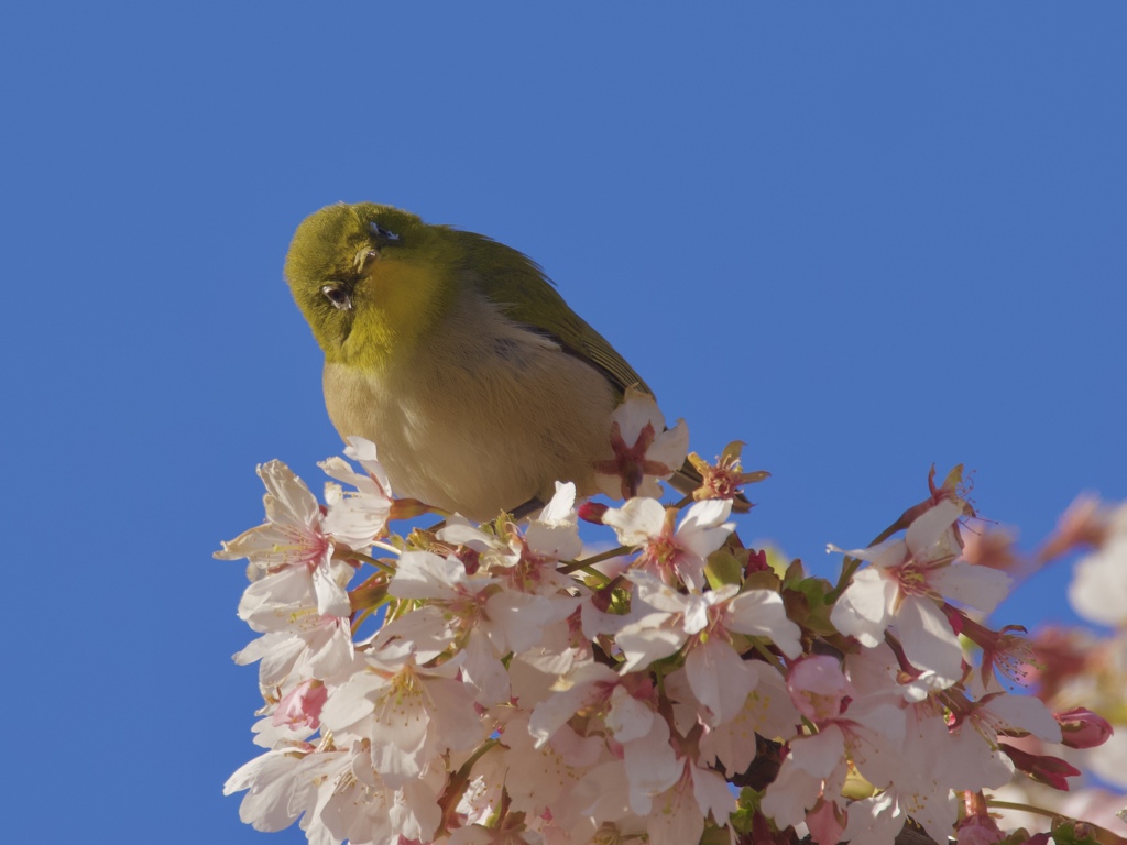 首傾げポーズ