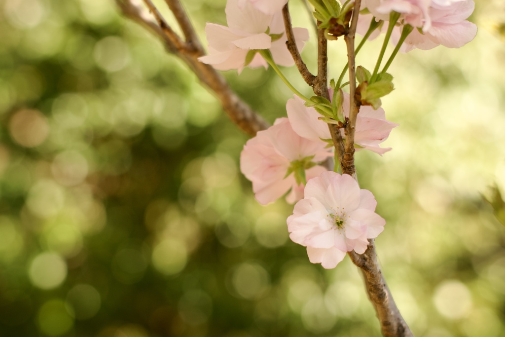 八重桜