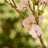 八重桜