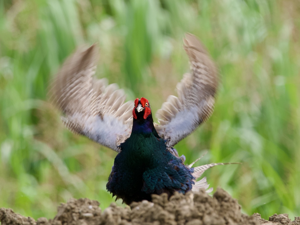 鳥達の輪