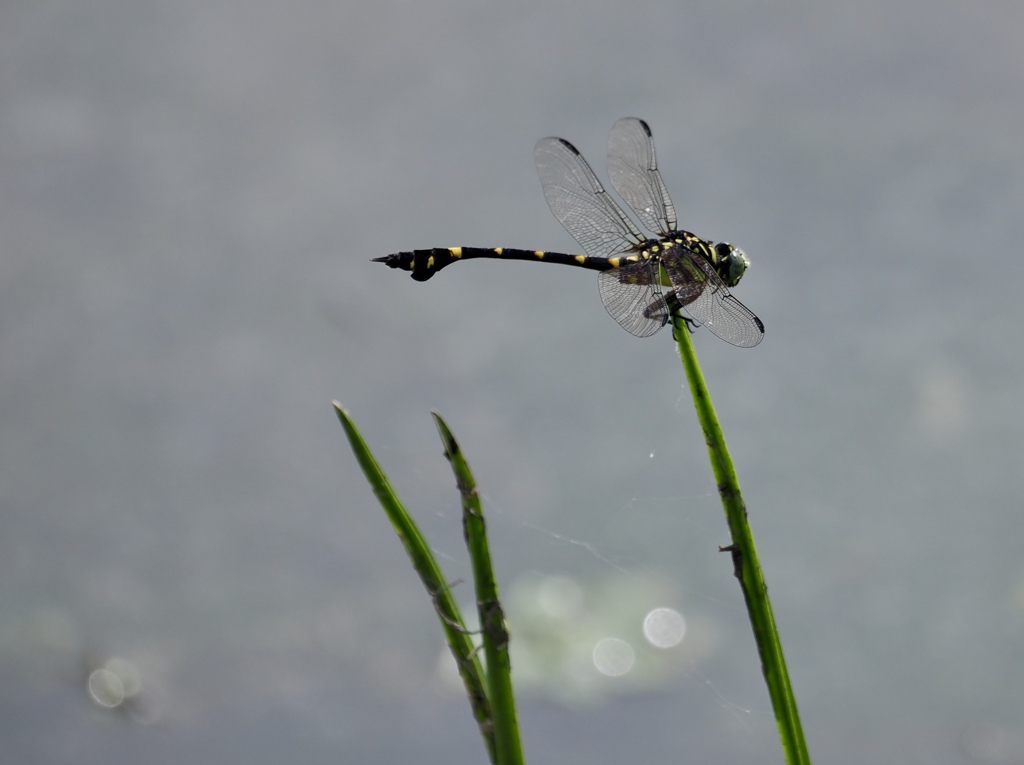 ウチワヤンマ？