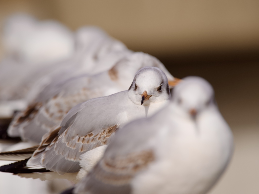 かもめトレイン