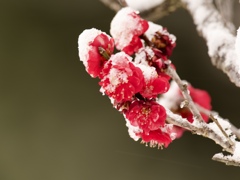 雪紅梅