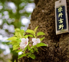 染井吉野