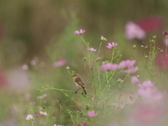 秋桜に囲まれて