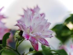 薔薇