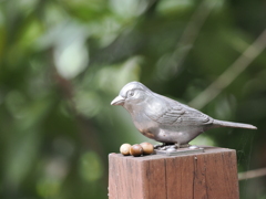 銀の鳥