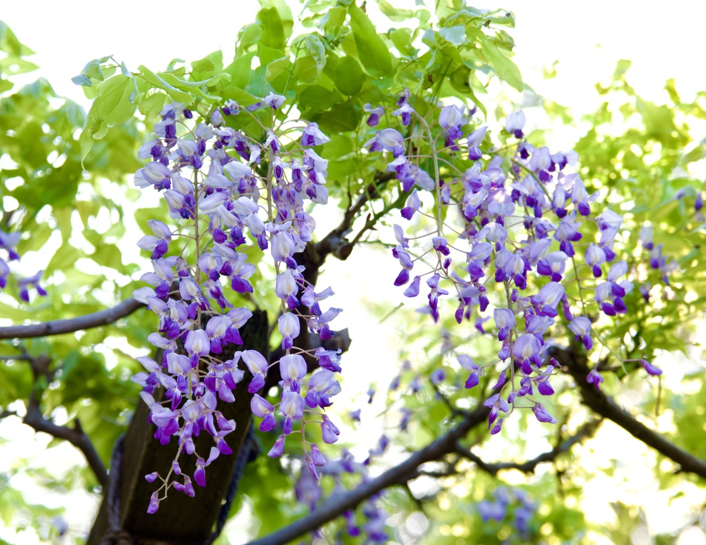 フジの花