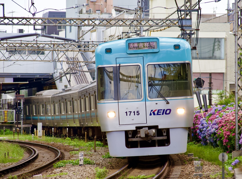 都会の紫陽花電車