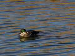 ナポレオンハット