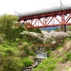 白糸川橋梁と桜
