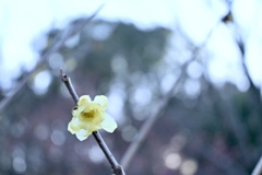 蝋梅