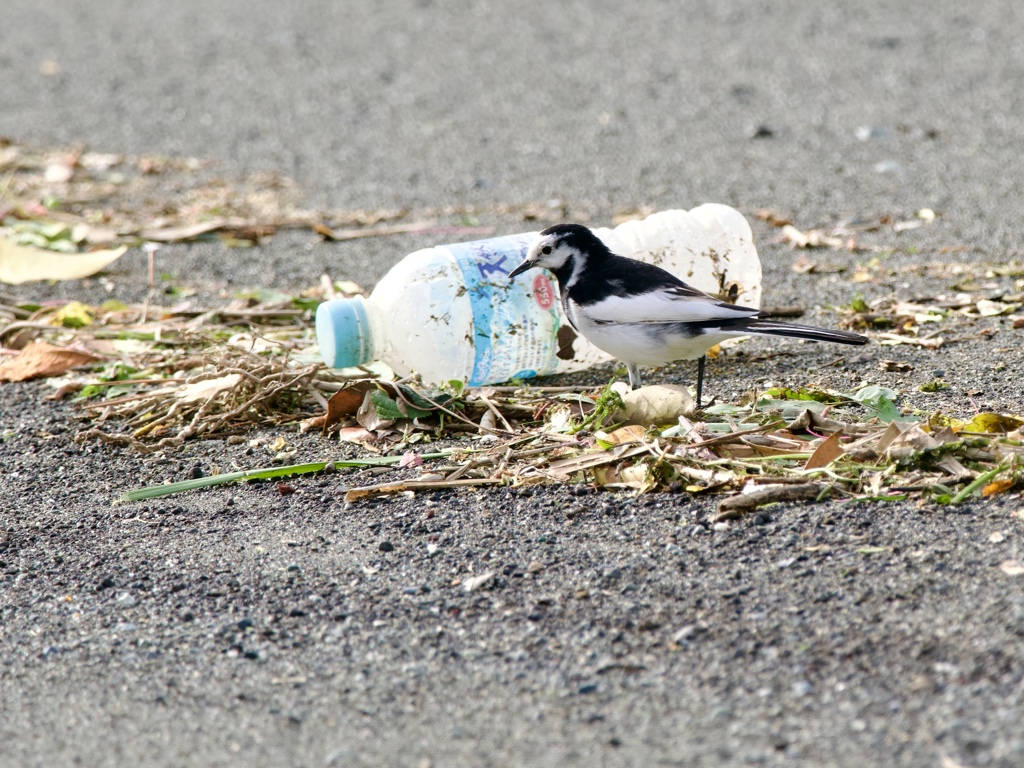ゴミは持ち帰ろう！