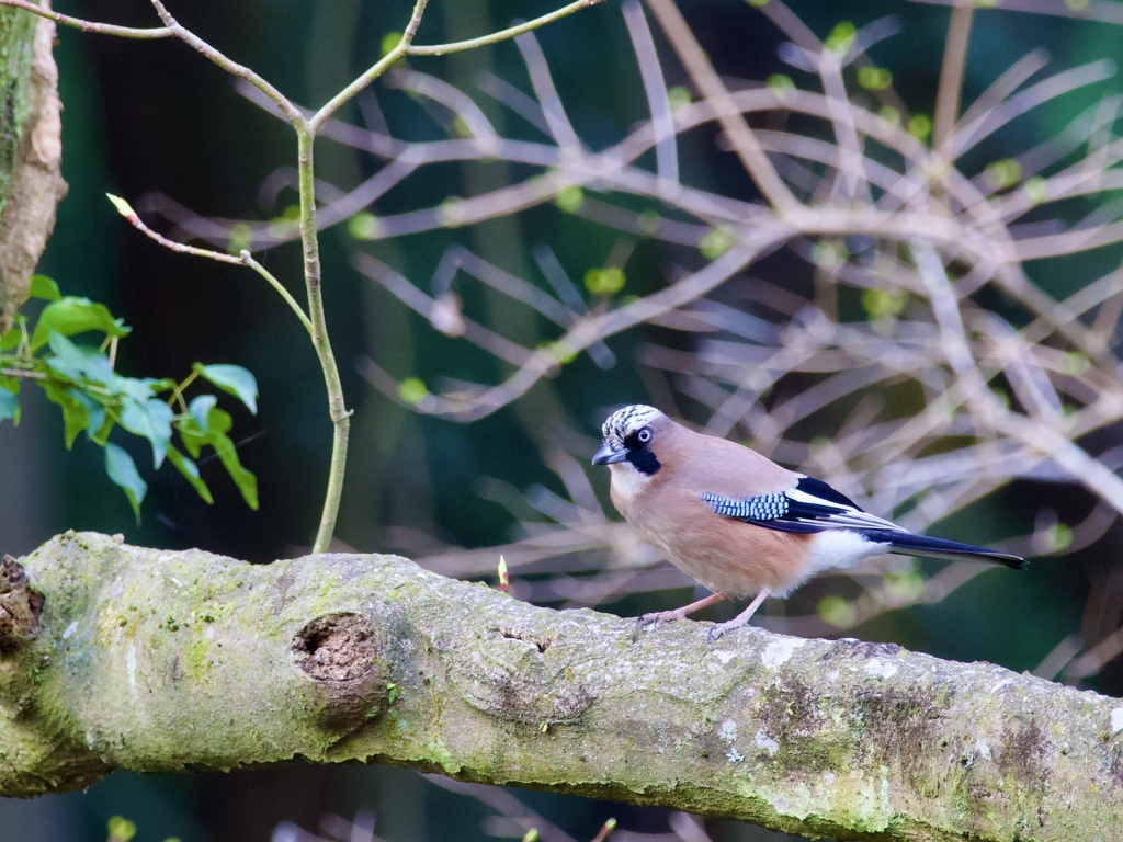 カ、カ、カ、カ、カケスさん