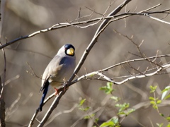 お久しぶりのイカル