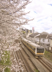 桜と南武線