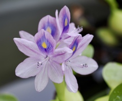 ホテイアオイの花