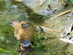 涼むガビチョウ