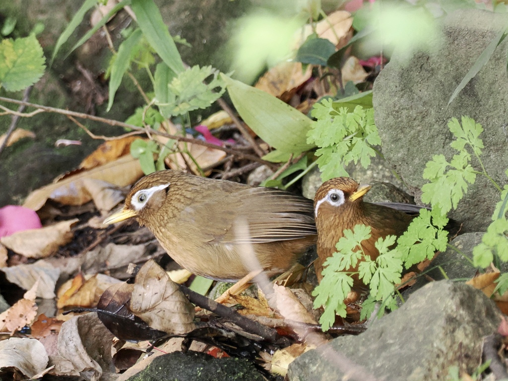 ガビチョウ親子？