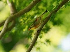 緑の中の華