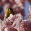 河津桜満開
