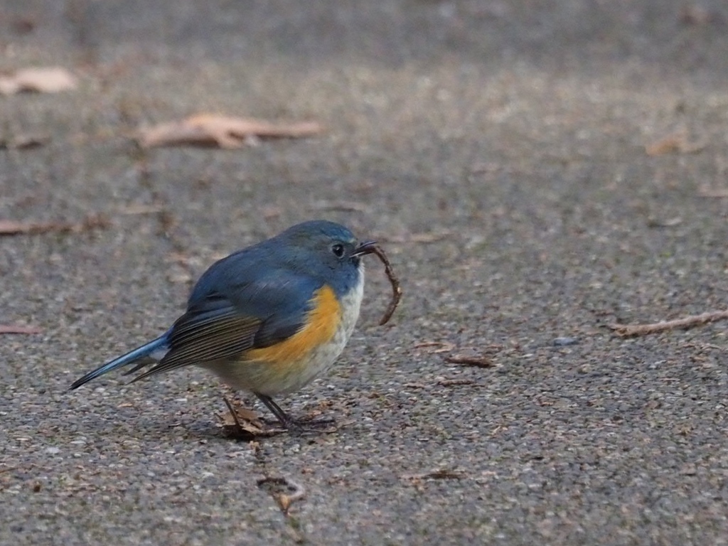 ルリビタキのごはん