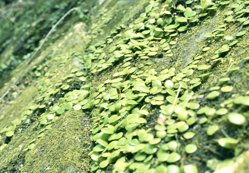 苔のむす迄