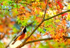 ヤマガラも紅葉狩り